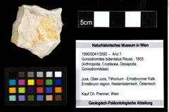 Foto (Objekt + Etiketten) von Goniodromites bidentatus (Reuss, 1859) 